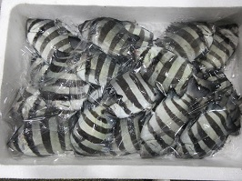 イシダイの写真