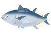 マグロのイラスト