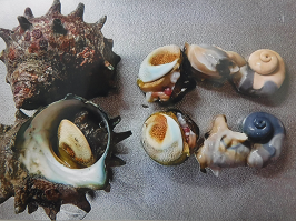 サザエの写真
