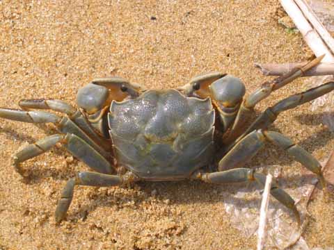 アシハラガニの画像