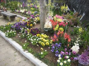 中公園ガーデンクラブの花壇の写真1