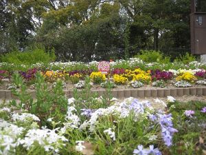 西南杜の花クラブの花壇の写真1
