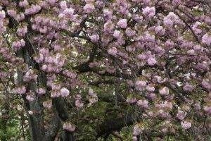 片江市民緑地の桜の写真3