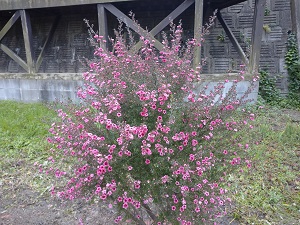 西の堤池花壇3
