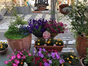 堤公民館の玄関前にある花1
