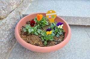 寄せ植え