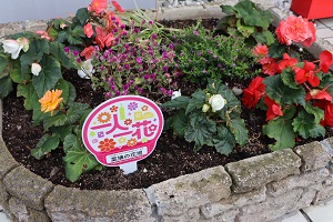 菜摘の花壇1