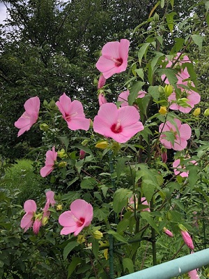 芙蓉の花