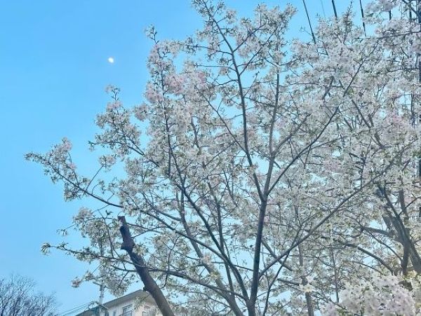 会場内で一番咲いていた桜の木