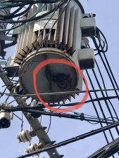 電柱上部に分蜂の写真