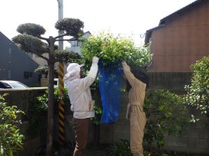養蜂団体が分蜂を捕獲している写真