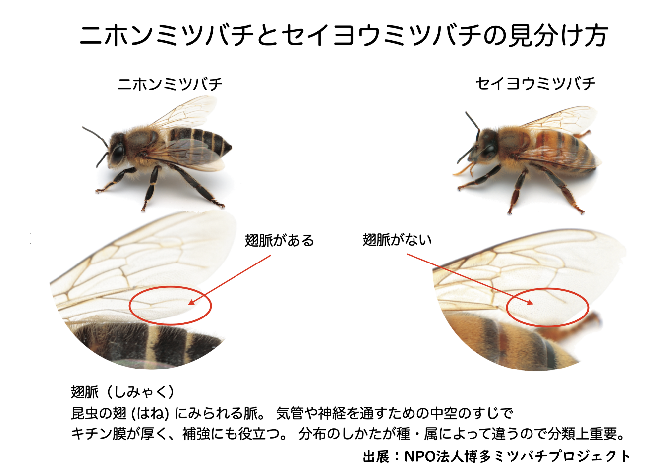 ニホンミツバチとセイヨウミツバチの写真
