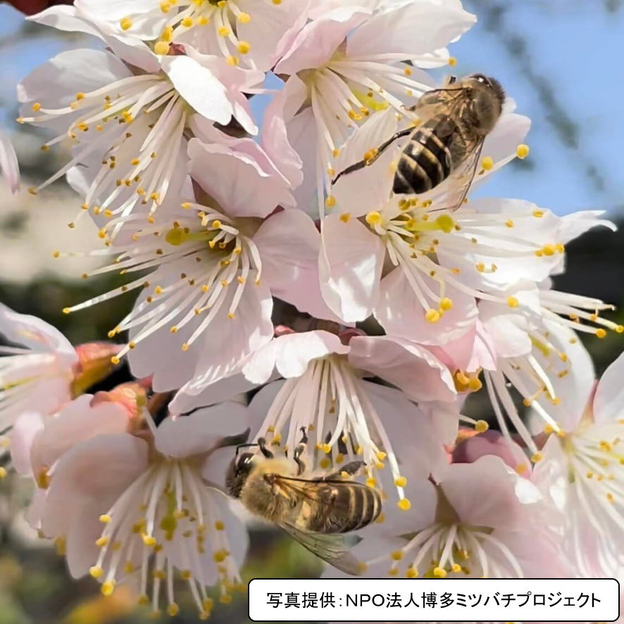 桜の花とニホンミツバチの写真