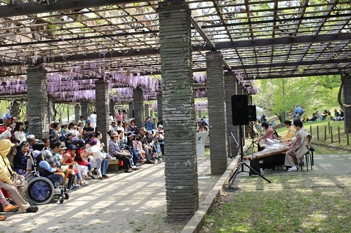 舞鶴公園藤まつり