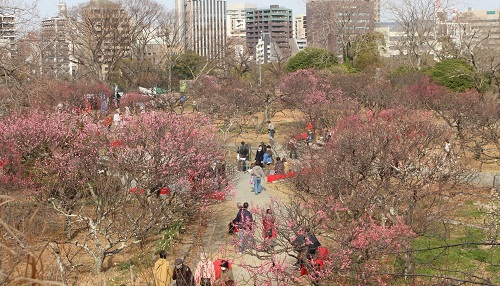 舞鶴公園梅まつり
