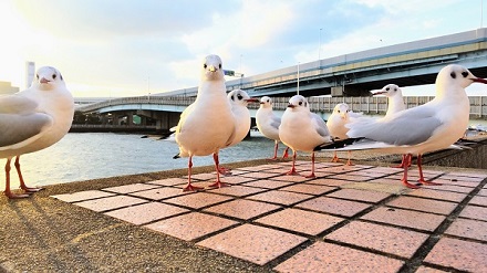 生きもの部門賞（ミサエワットさん）