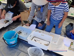 干潟生き物の観察会と生息調査様子2