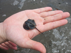 写真：手のひらの上のカブトガニの赤ちゃん