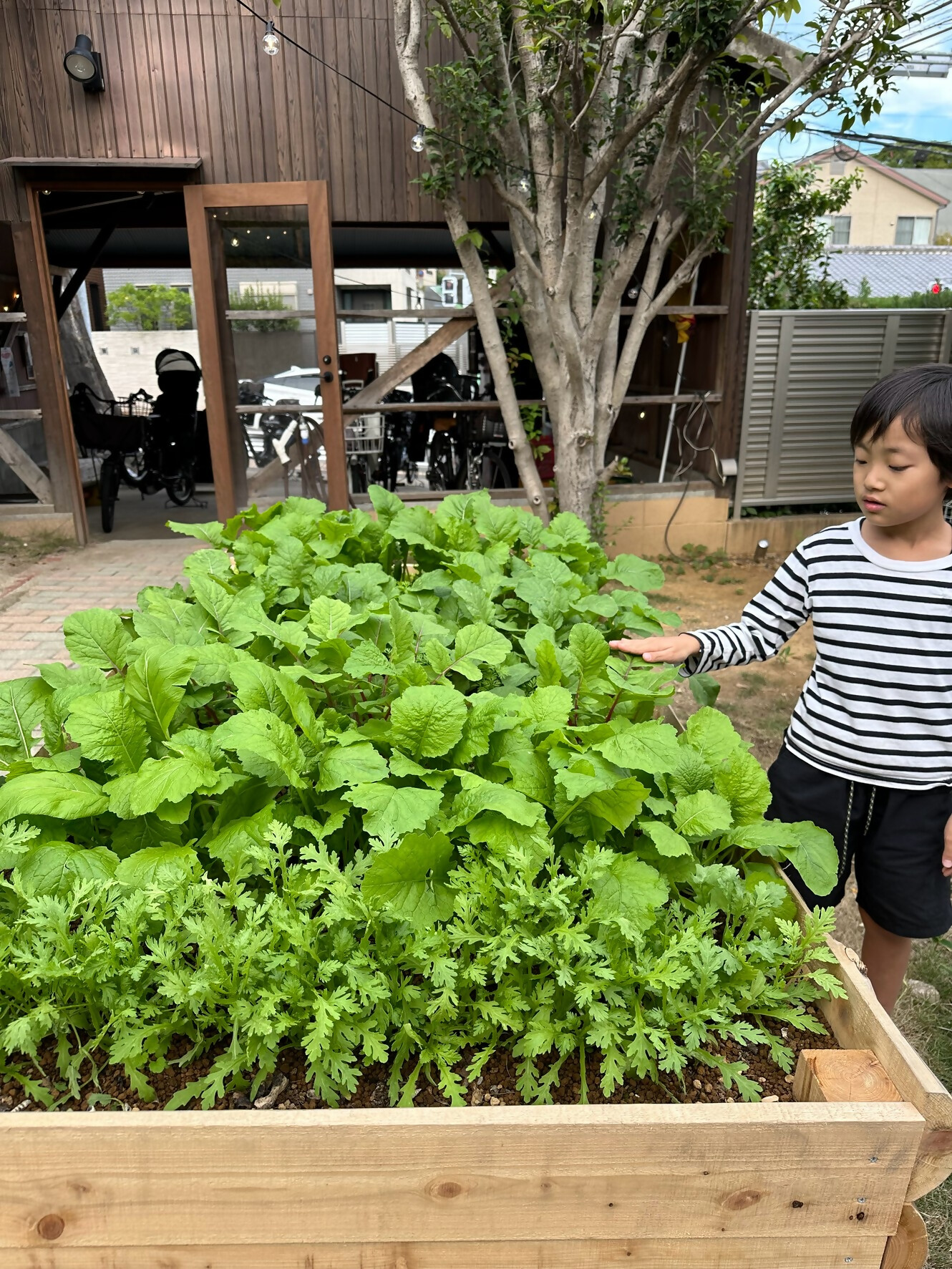 ガーデンで育った野菜