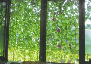 写真：一人一花賞　和白公民館様－２