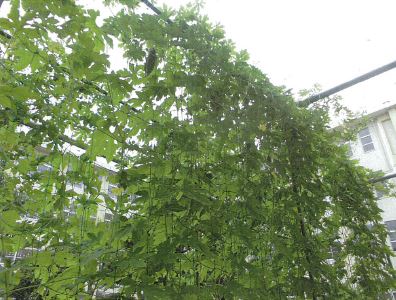 写真：新人賞　福岡市立西陵小学校様－１