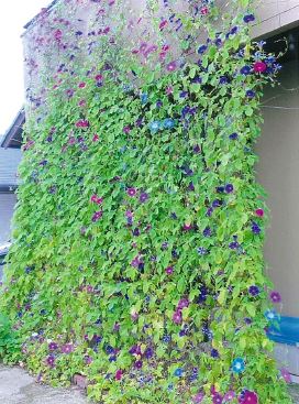 写真：一人一花賞　中村英幸様－１
