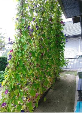 写真：一人一花賞　中村英幸様－２