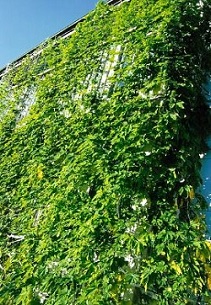 写真：入賞　上村周一様
