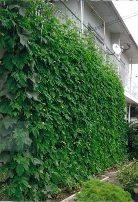 写真：最優秀賞　久松宣慶様－２