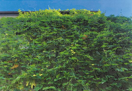 写真：優秀賞　別府洋一郎様