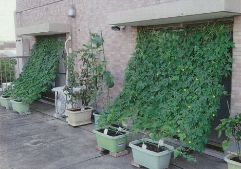 写真：一人一花賞　田崎治之様