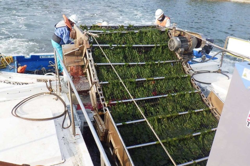 アオサ回収の様子