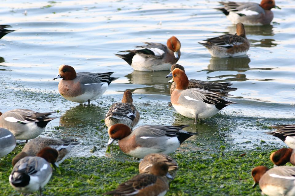 アオサを食べるヒドリガモ