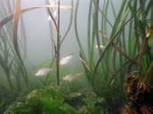 画像：アマモ場と小魚	