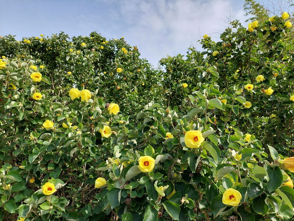 ハマボウの花