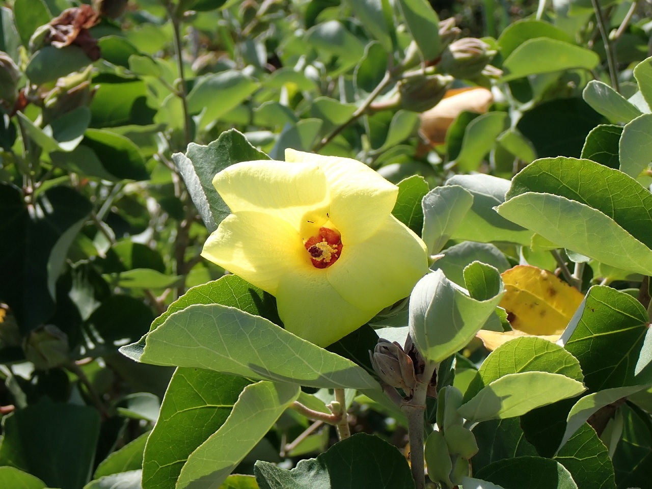 ハマボウの花
