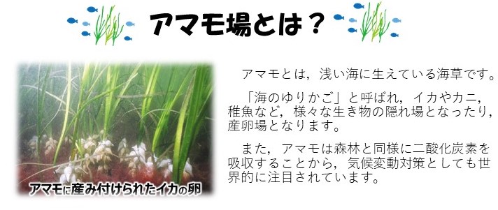 アマモとは