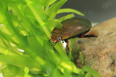 ゲンゴロウ