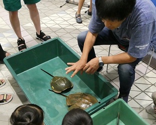 カブトガニ