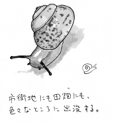 カタツムリ