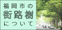 街路樹について