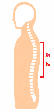 背骨を横からみた胸椎の説明イラスト