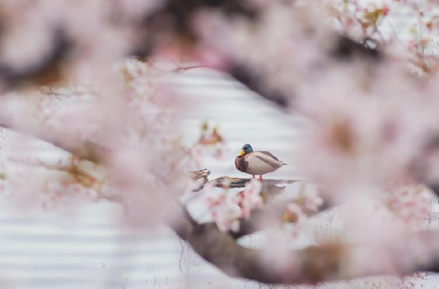 特別賞の写真2