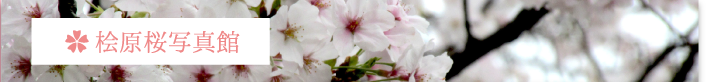桧原桜写真館