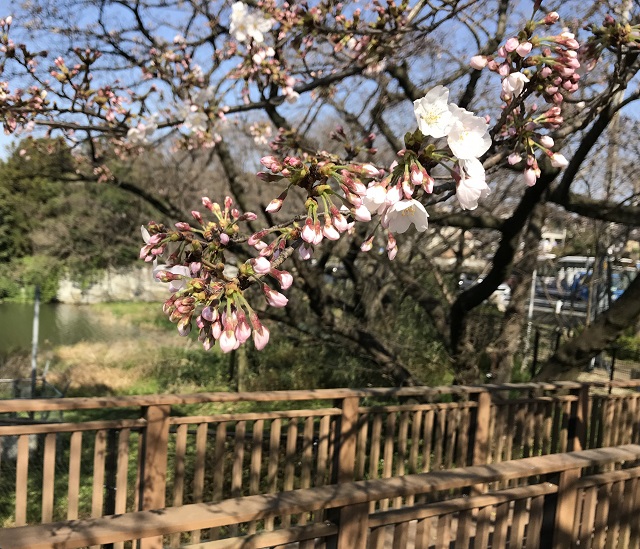 桧原桜開花