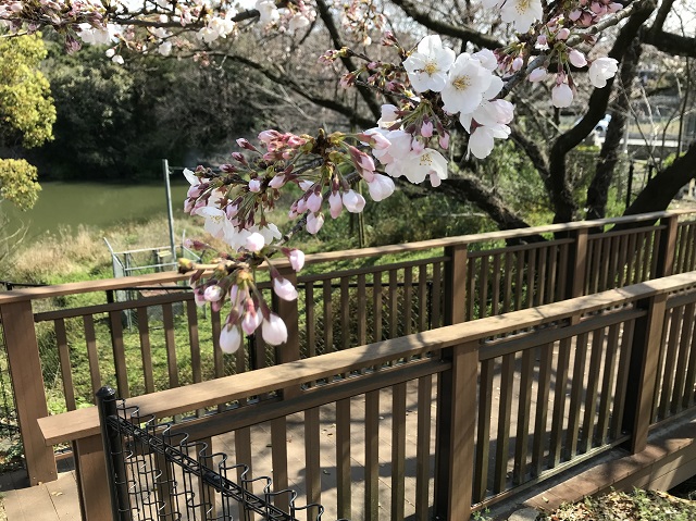 開花状況