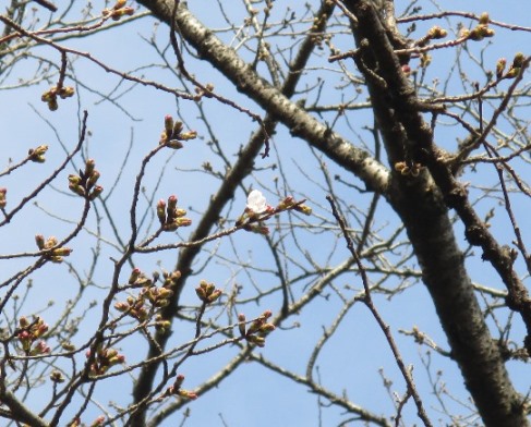 開花