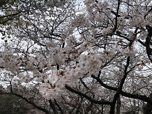 満開の枝1枚目