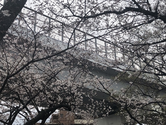 八分咲きです