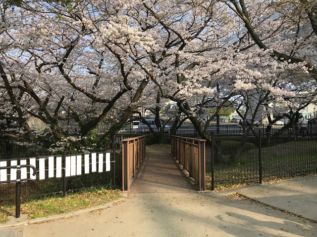桧原桜公園